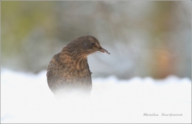 <p>KOS ČERNÝ (Turdus merula) /Common blackbird - Amsel/</p>